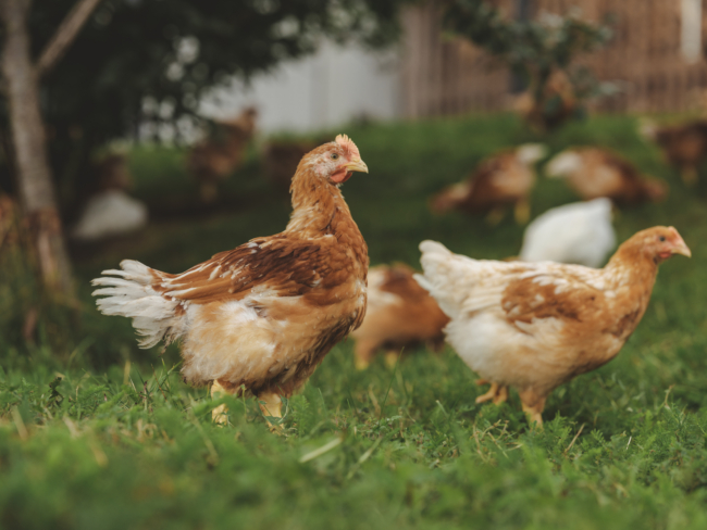 „Wenn es das Wetter zulässt, sind die Hühner gerne draußen. Bei kälteren Temperaturen bleiben sie im Stall oder im Wintergarten. Sie bestimmen selbst, wo sie sich aufhalten.“