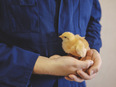„Wenn es das Wetter zulässt, sind die Hühner gerne draußen. Bei kälteren Temperaturen bleiben sie im Stall oder im Wintergarten. Sie bestimmen selbst, wo sie sich aufhalten.“