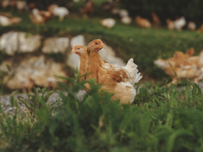 „Wenn es das Wetter zulässt, sind die Hühner gerne draußen. Bei kälteren Temperaturen bleiben sie im Stall oder im Wintergarten. Sie bestimmen selbst, wo sie sich aufhalten.“