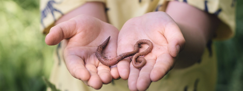 Regenwurm auf Händen von einem Kind