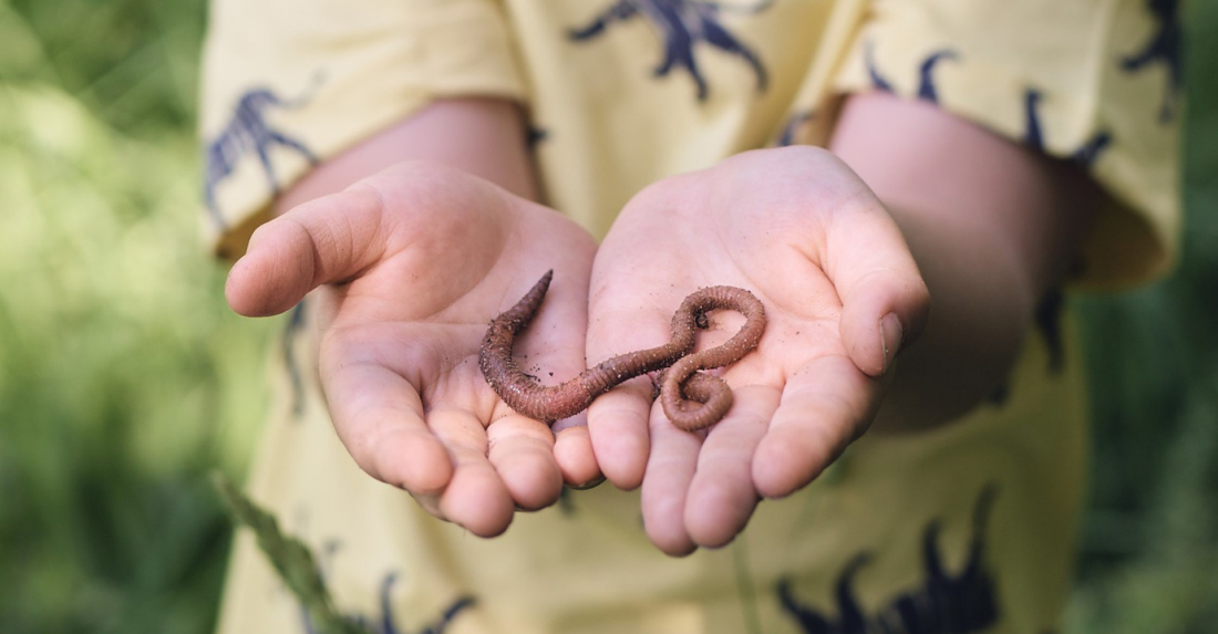 Warum ist der Regenwurm der Held des Bodens?