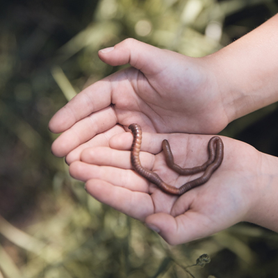 Jemand hält einen Regenwurm.
