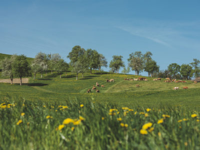 Bio-Weidejungrinder auf der Weide - Ja! Natürlich
