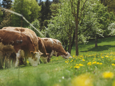 Bio-Weidejungrinder beim Grasen auf der Weide von Matthias Hofer - Ja! Natürlich