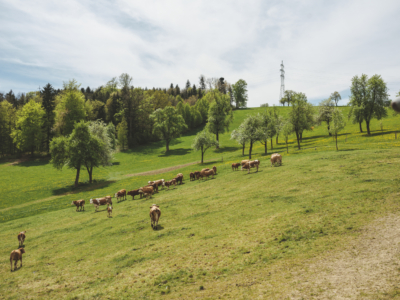 Bio-Weidejungrinder auf der Weide von Matthias Hofer - Ja! Natürlich