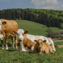 Tierwohl Weidejungrind