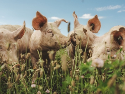 Tierwohl Freilandschweine
