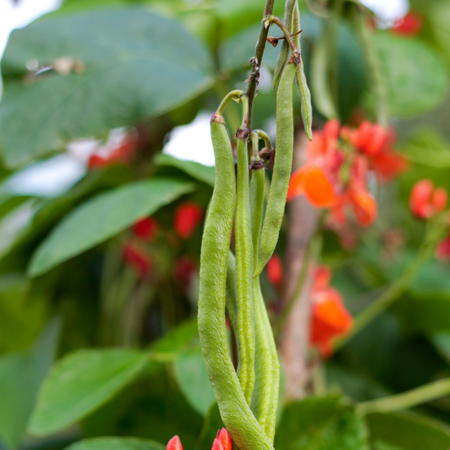 Genuss-bewusst: Bohnenvielfalt aus dem Bio-Garten