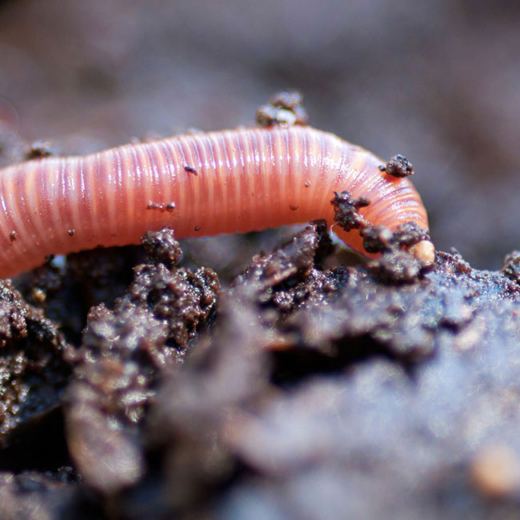 Ein Regenwurm kriecht durch Erde.