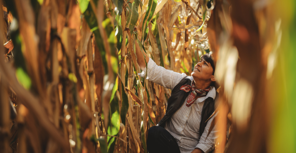 Bio-Popcornmais Andrea Sabeditsch