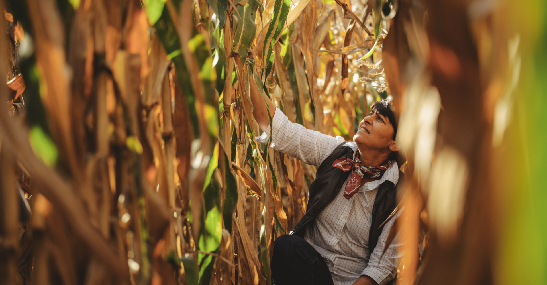 Bio-Popcornmais Andrea Sabeditsch