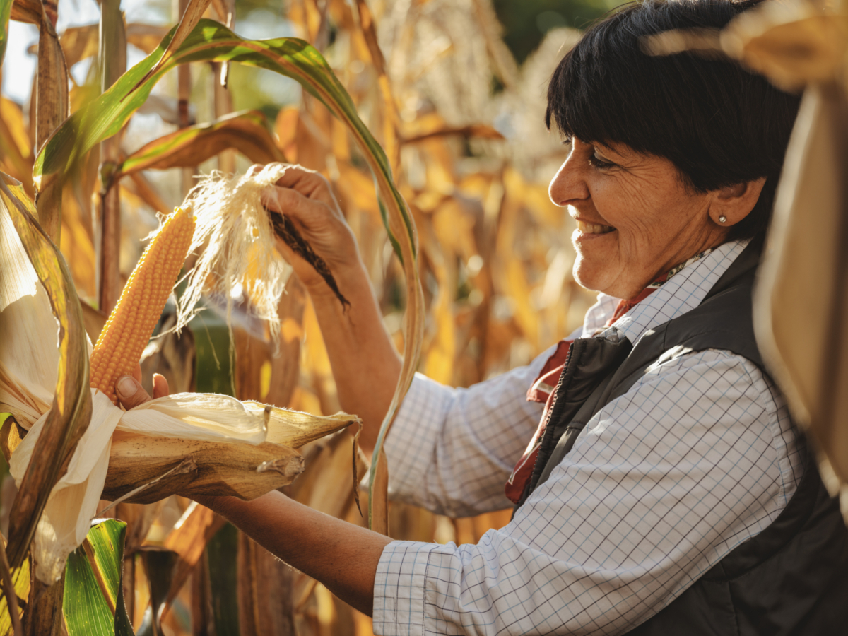 Bio-Popcornmais Andrea Sabeditsch