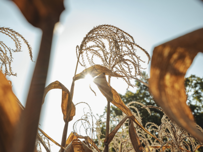 Bio-Popcornmais Andrea Sabeditsch