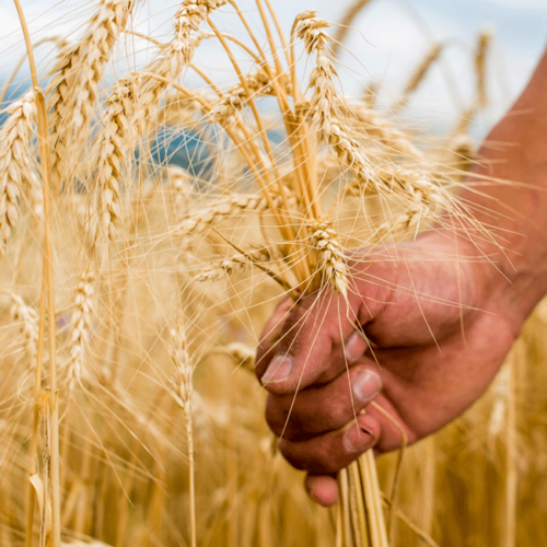 Jemand greift nach Weizen.