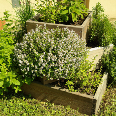 Ein Beet mit verschiedenen Kräutern.