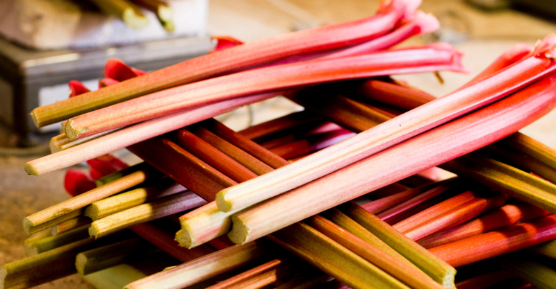 Bio-Rhabarber – Erfrischung im großen Stiel