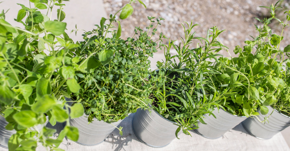 Bio-Kräuter im Überblick