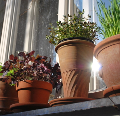 Kräuter in Tontöpfen auf einem Fensterbrett.