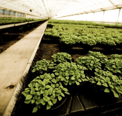 Bio-Kräuter auf einem Feld.