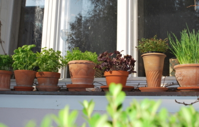 Kräuter in Tontöpfen auf einem Fensterbrett.
