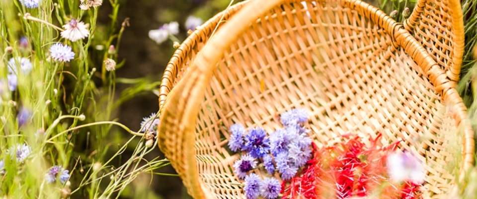 Streifzug durch die heimische Vielfalt – im Kräutergarten