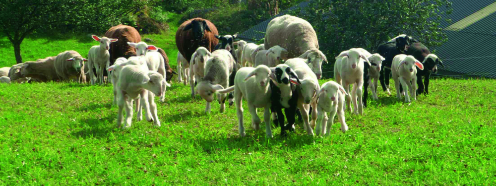 Bio-Schafe auf einer Weide.