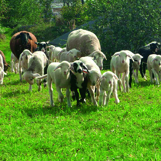 Bio-Lamm: Zarter Genuss im Schafpelz
