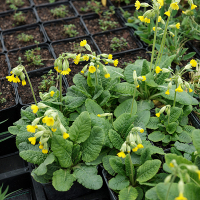 Nahaufnahme von Wildblumen in schwarzen Anzuchttöpfen.