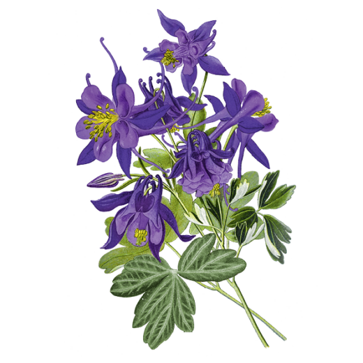 Eine lila Wildblume.