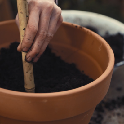 Jemand steckt einen Stab in einen Topf mit Erde.