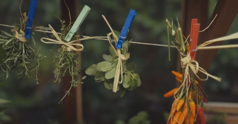 Bio-Garten Tutorial: Kräuter selbst trocknen