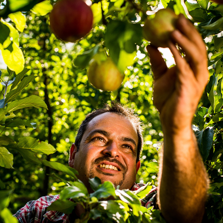 Eine Person pflückt einen Apfel vom Baum.