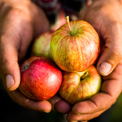 Jemand hält Bio-Äpfel.
