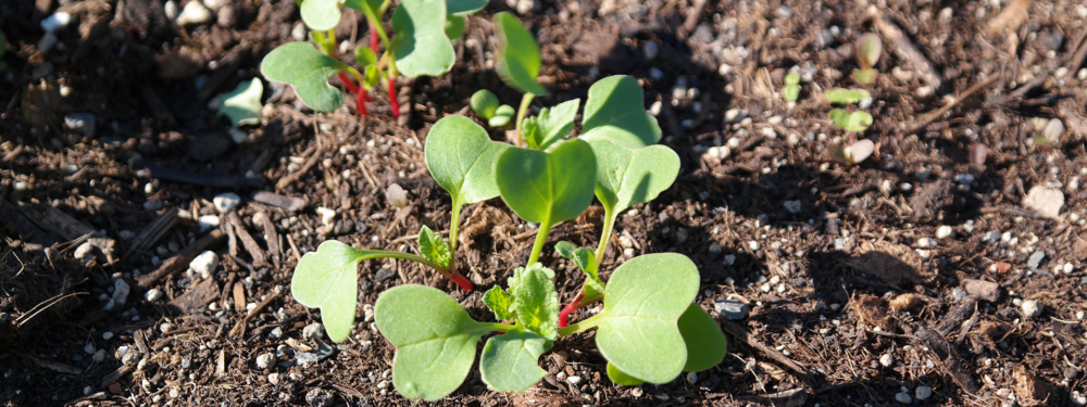 Jemand erntet Bio-Wintergemüse.