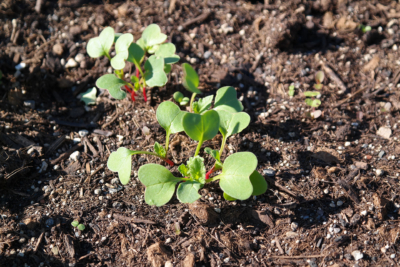 Jemand erntet Bio-Wintergemüse.