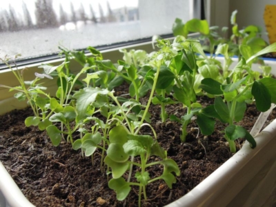 Bio-Gemüsegarten am Fenster.