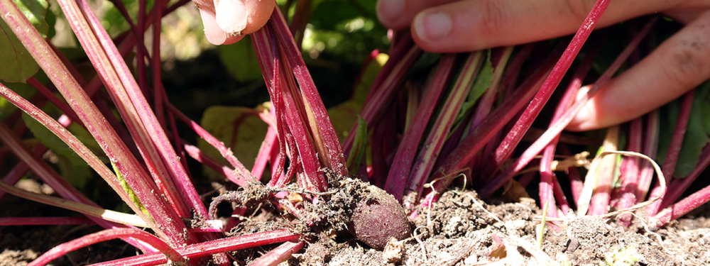 Jemand erntet rote Bio-Rüben.