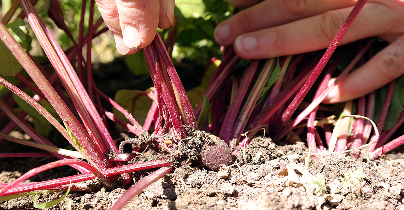 Jemand erntet rote Bio-Rüben.