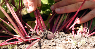 Jemand erntet rote Bio-Rüben.
