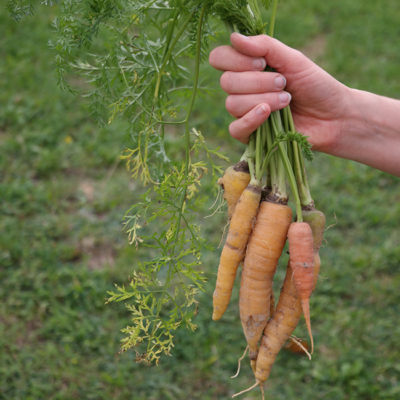 Jemand hält eine Hand voll Bio-Karotten.