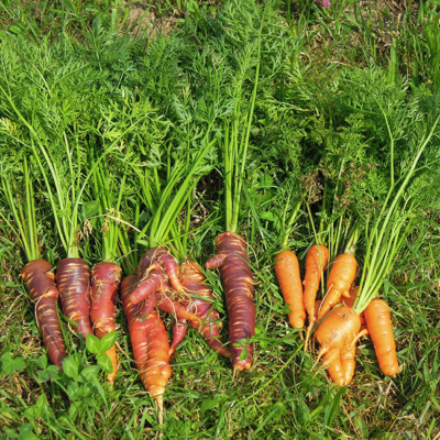 Bio-Karotten auf dem Boden.