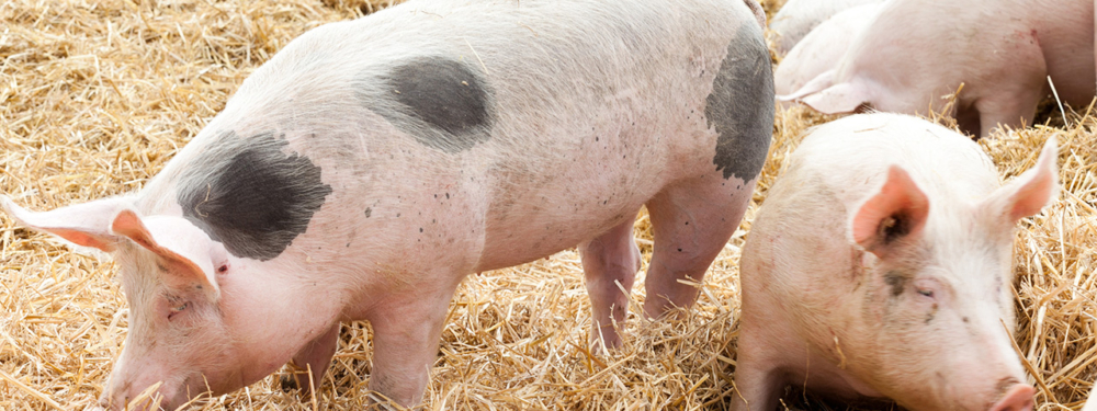 Bio-Strohschweine wühlen im Stroh