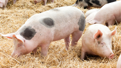 Bio-Strohschweine wühlen im Stroh