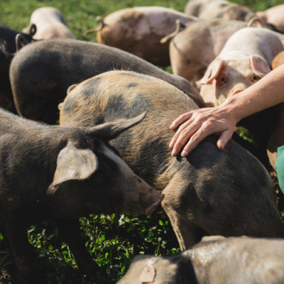 Jemand streichelt Schweine.