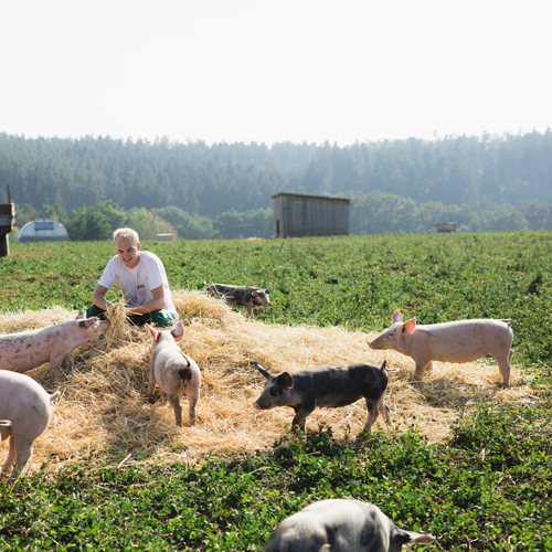 Jemand steht auf einem Feld und füttert mehrere Schweine, die auf Heu umherlaufen.