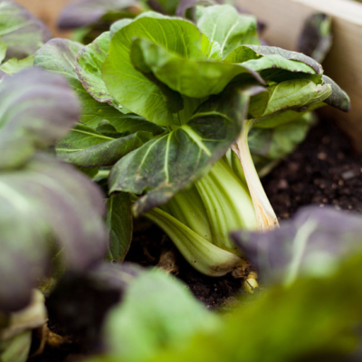 Nahaufnahme von Bio-Fenchel.