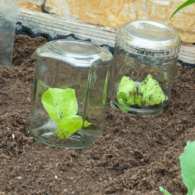 Einmachgläser über Salatsetzlingen.