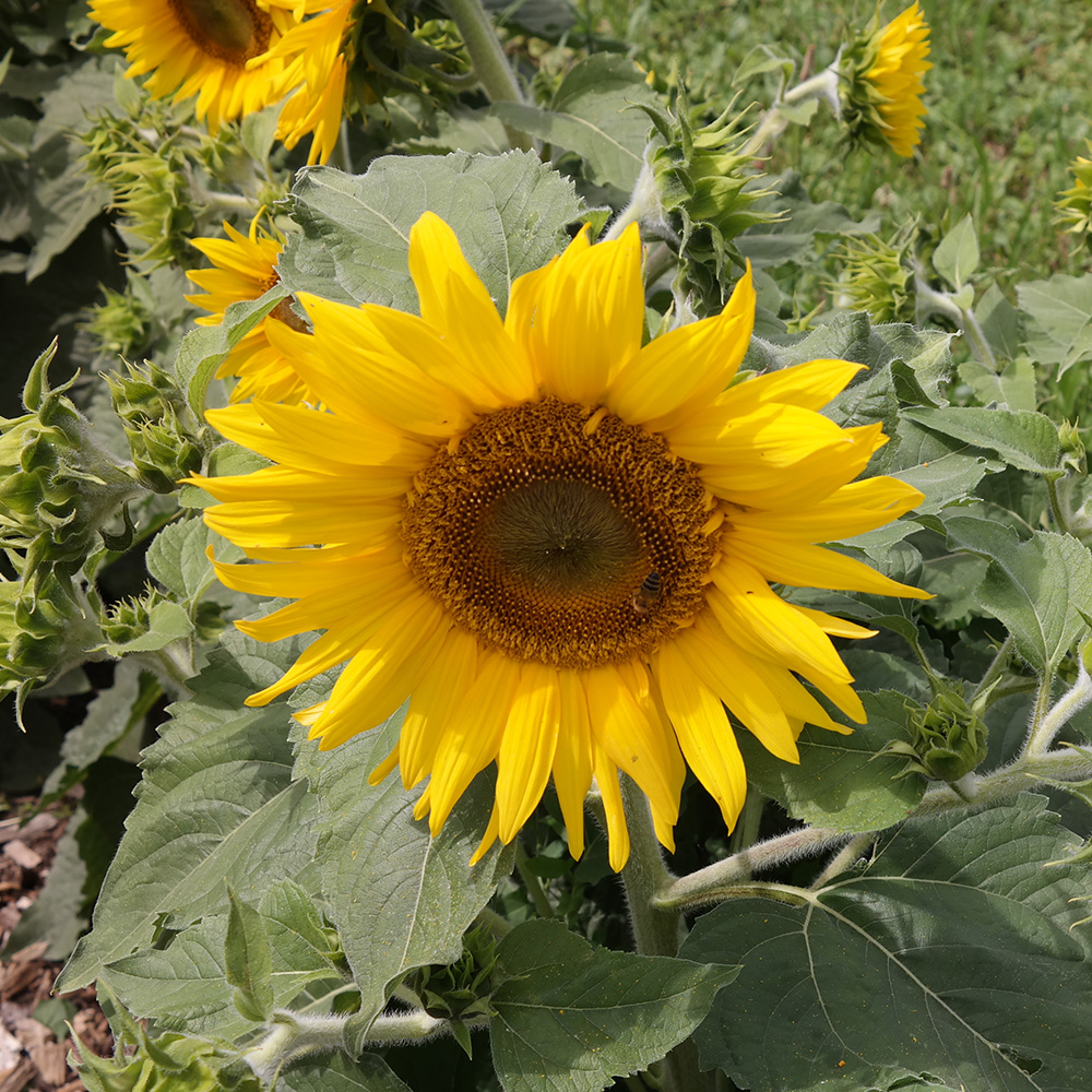 Eine Sonnenblume.