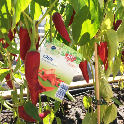 Ja! Natürlich Bio-Chili Pflanze im Beet eingesetzt.