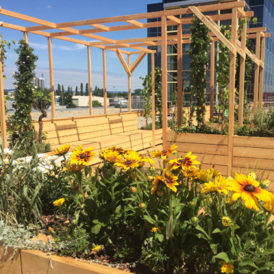 Ein Beet mit Bio-Sonnenblumen vor einer Sitzecke aus Holz.